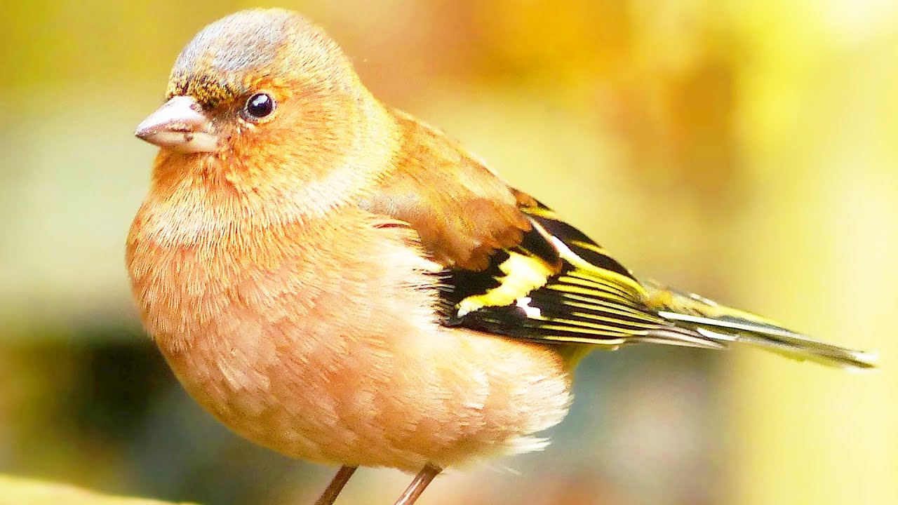 Зяблик. Интересные факты про птицу смотреть онлайн