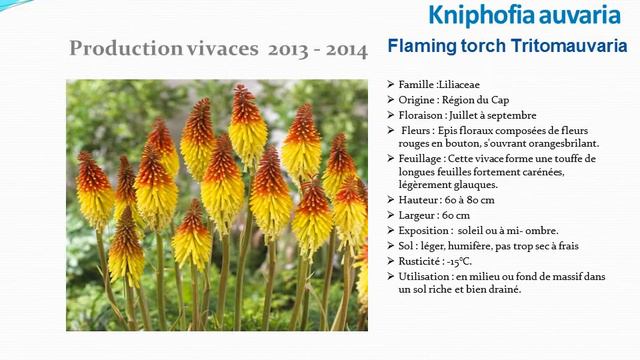 Kniphofia auvaria Flaming torch tritomauvaria: plante vivace смотреть онлайн