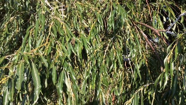 Weeping Willow (Salix babylonica) - leaves - September 2017 смотреть онлайн