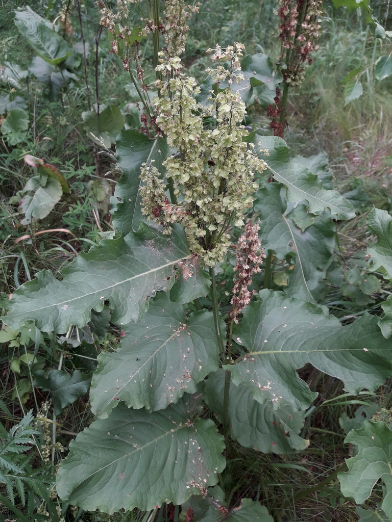 141. Щавель конский - Rumex confertu смотреть онлайн