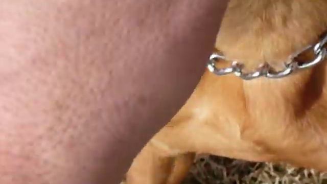 Mya's Amore Ridgetop Bullmastiff смотреть онлайн