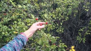 КРЫМ 2020. ЧТО ТУТ НА САМОМ ДЕЛЕ? ПРАВДИВЫЙ ОТЗЫВ. НЕПОХОДНИЦА