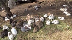 содержание кроликов в вольере , новые проблемы