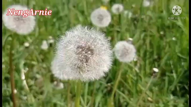 White Small Allium Bulbs/Flowers смотреть онлайн