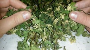 Яснотка белая или глухая крапива, купить.