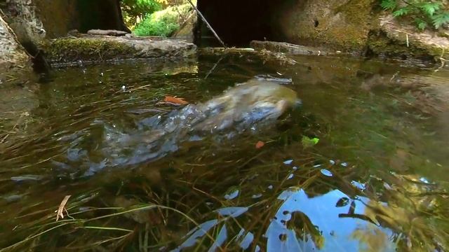 Сочи дендропарк смотреть онлайн