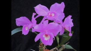 Орхидея Каттлея : уход в домашних условиях виды с фото.