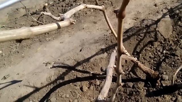 Виноград восстанавливается после заморозка 11 мая: что можно сделать смотреть онлайн