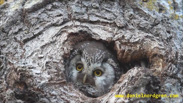 Pärluggla, Boreal owl (Aegolius funereus) 2014-05-13 смотреть онлайн