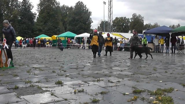 Выставка собак "Осенняя Легенда 2016" смотреть онлайн