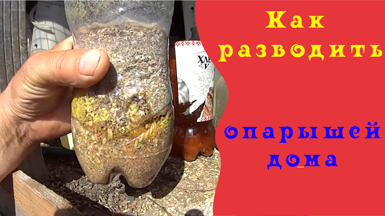 КРУПНЫЙ ОПАРЫШ ЗА 3 ДНЯ В ДОМАШНИХ УСЛОВИЯХ. КАК РАЗВОДИТЬ БОЛЬШОГО ОПАРЫША ДЛЯ РЫБАЛКИ.mp4 смотреть онлайн