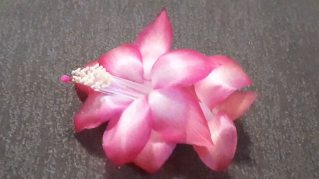 шлюмбергера THOR KIRI смотреть онлайн