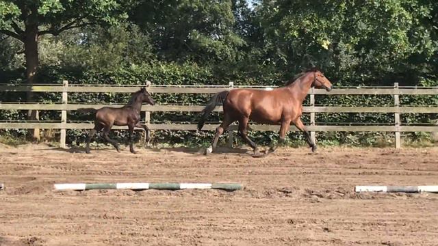 Maserati (Cornet Obolensky x Argentinus) смотреть онлайн