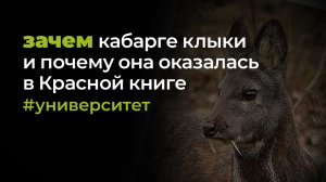 Зачем кабарге клыки и почему это животное в Красной книге - ТВ "Катунь 24"