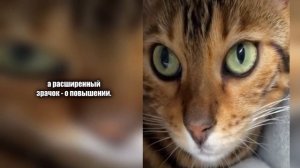 Как определить погоду по кошке. Забавные и точные признаки