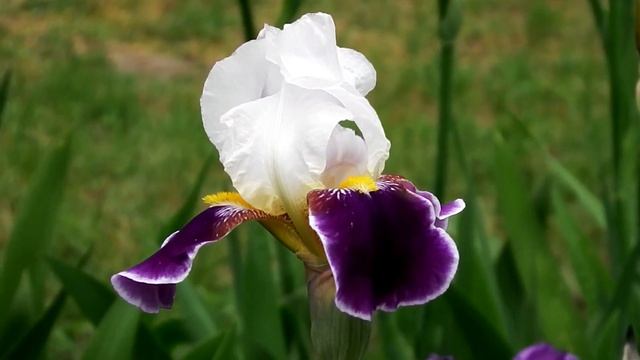 Ирис. Часть 1 / Iris. Part 1.