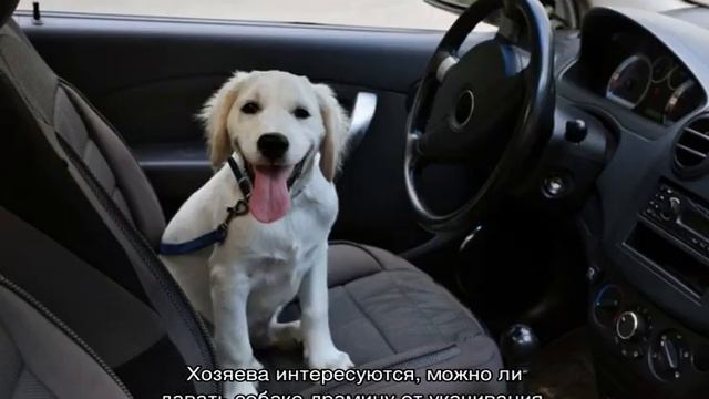 Собаку укачивает в машине: что делать, чтобы не тошнило смотреть онлайн