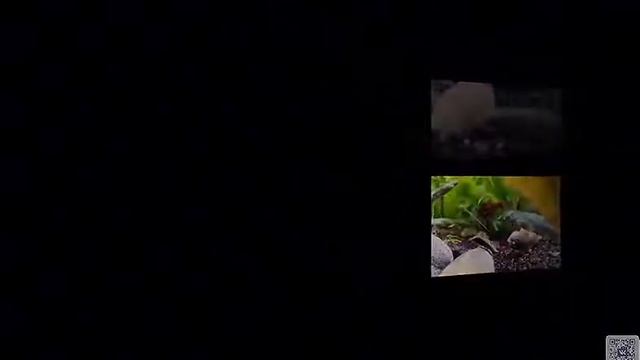 Гарра руфа Garra rufa ,собственного разведения оптом и в розницу смотреть онлайн