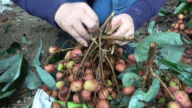 Harvesting Lychee Fruit Goes To Market Sell, My Country Life, Farm Life || Triệu Thị Bích смотреть онлайн