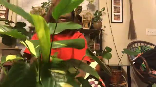 Huge Plant Haul смотреть онлайн