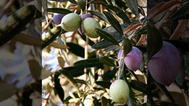 Olive | Wikipedia audio article смотреть онлайн