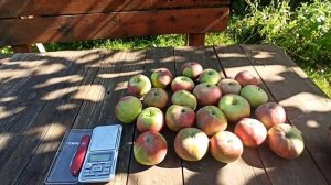 Колоновидная яблоня Останкино. Первый  из отечественных сортов.