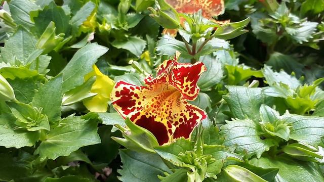 Mimulus plant - grow & care (Monkeyflowers) смотреть онлайн