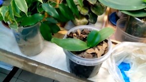 Орхидеям нужен медный купорос