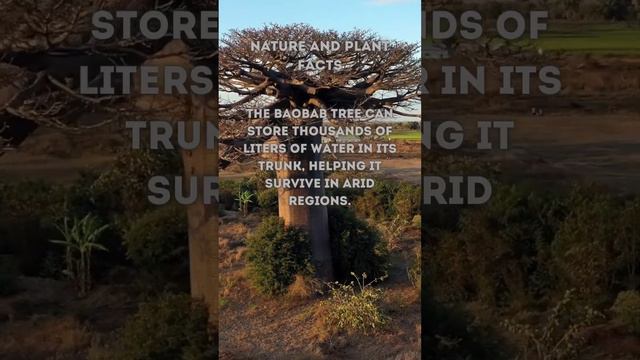 Nature and plant facts смотреть онлайн