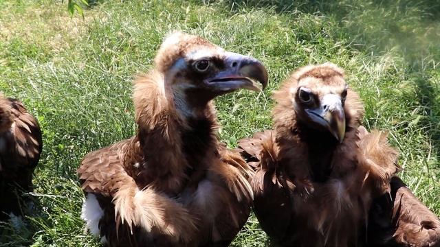 Чуточку ухаживания и полёт Белоголовых сипов. A little courting and a flight of Griffon Vultures. смотреть онлайн
