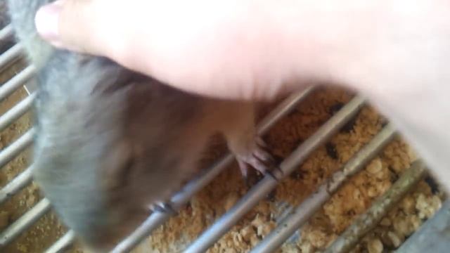 Кормлю суслика дома смотреть онлайн