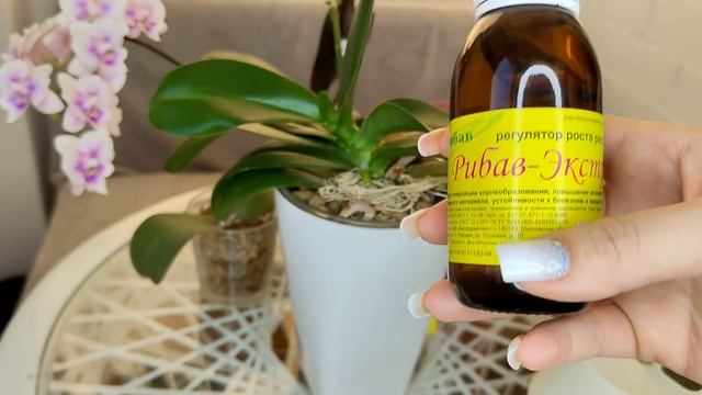 ОРХИДЕИ ВЫПУСТЯТ КОРНИ из ВСЕХ ПАЗУХ СРЕДСТВО для БУРНОГО РОСТА КОРНЕЙ Ребав экстра смотреть онлайн