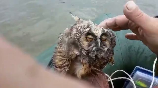 спасли сову на рыбалке смотреть онлайн