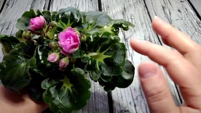 Необычные фиалки/ интересные факты / ШН-Космическая Фея смотреть онлайн