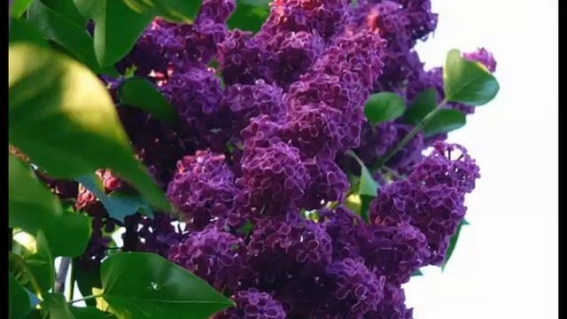 Сирень Любимые цветы моей мамы смотреть онлайн