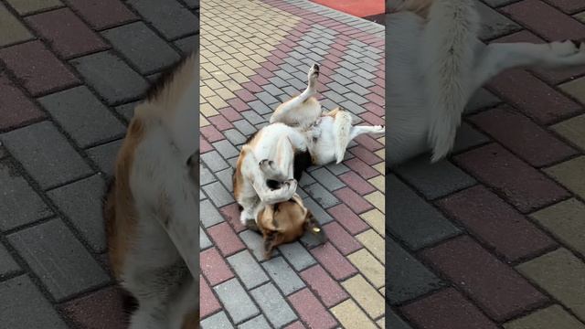 В Сочи жить хорошо! смотреть онлайн