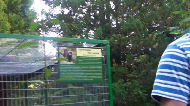 Меценат для хорька смотреть онлайн
