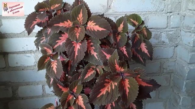 Солнышко в кашпо: поразительный колеус смотреть онлайн