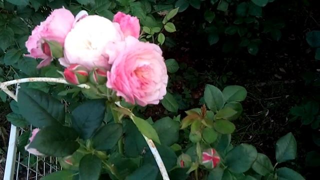 Пример ЛМР на розах.Сад, хвойные в августе. смотреть онлайн