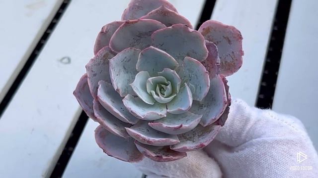 Echeveria Pinky смотреть онлайн