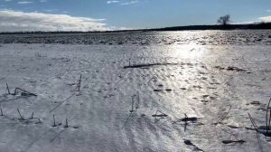 Взяли по зайчику с отцом ружья тоз-34 и тоз-54.Охота на Зайца в Украине 2022.Охота с собаками.