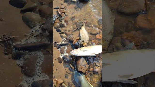 15.05.2023 Утро Мертвая рыба по берегу набережной реки Амур Комсомольск-на-Амуре возле автовокзала смотреть онлайн