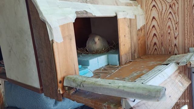 Голуби. Не хочется! смотреть онлайн