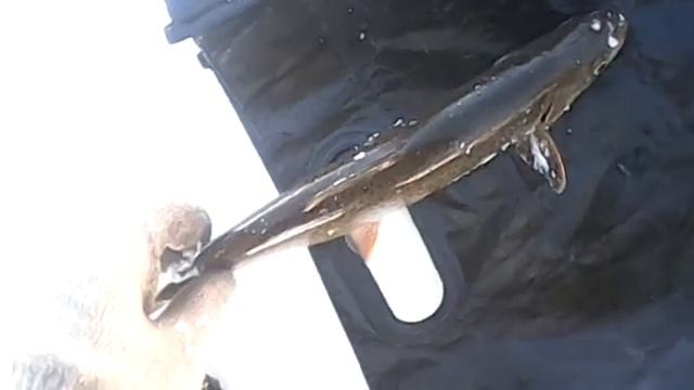 Зимняя рыбалка на реке Лене смотреть онлайн