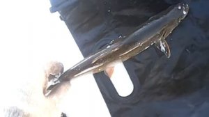 Зимняя рыбалка на реке Лене