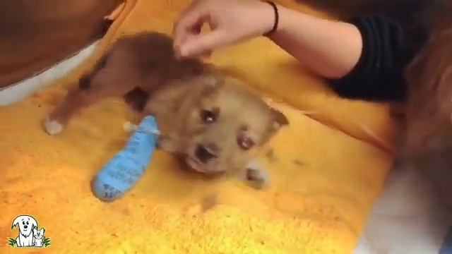 Miracle for Oracle the Puppy смотреть онлайн