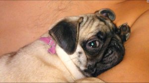 Какой мопс на самом деле?  Порода собак мопс, цена, характер, особенности, история.