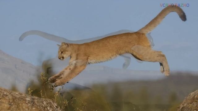 УНИКАЛЬНЫЕ СПОСОБНОСТИ ЖИВОТНЫХ/THE UNIQUE ABILITIES OF ANIMALS смотреть онлайн