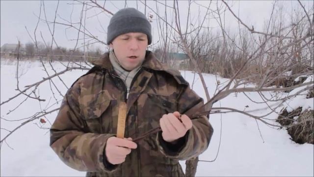 КАК ЗАГОТОВИТЬ ЧЕРЕНКИ ДЛЯ ПРИВИВКИ ПЛОДОВЫХ ДЕРЕВЬЕВ//МОЯ ЛЮБИМАЯ УСАДЬБА смотреть онлайн