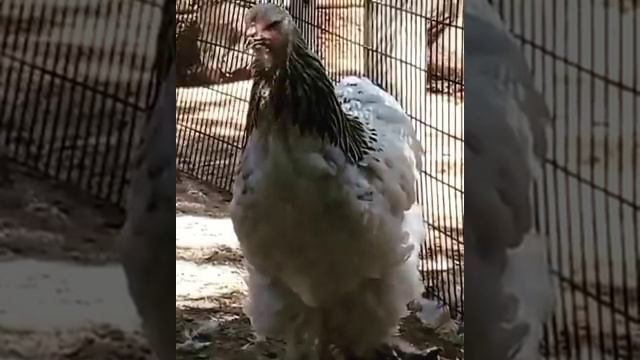 светлая брама light brahma смотреть онлайн